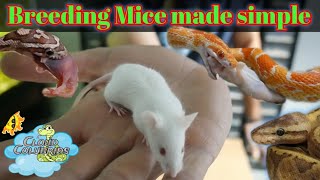 Breeding Mice