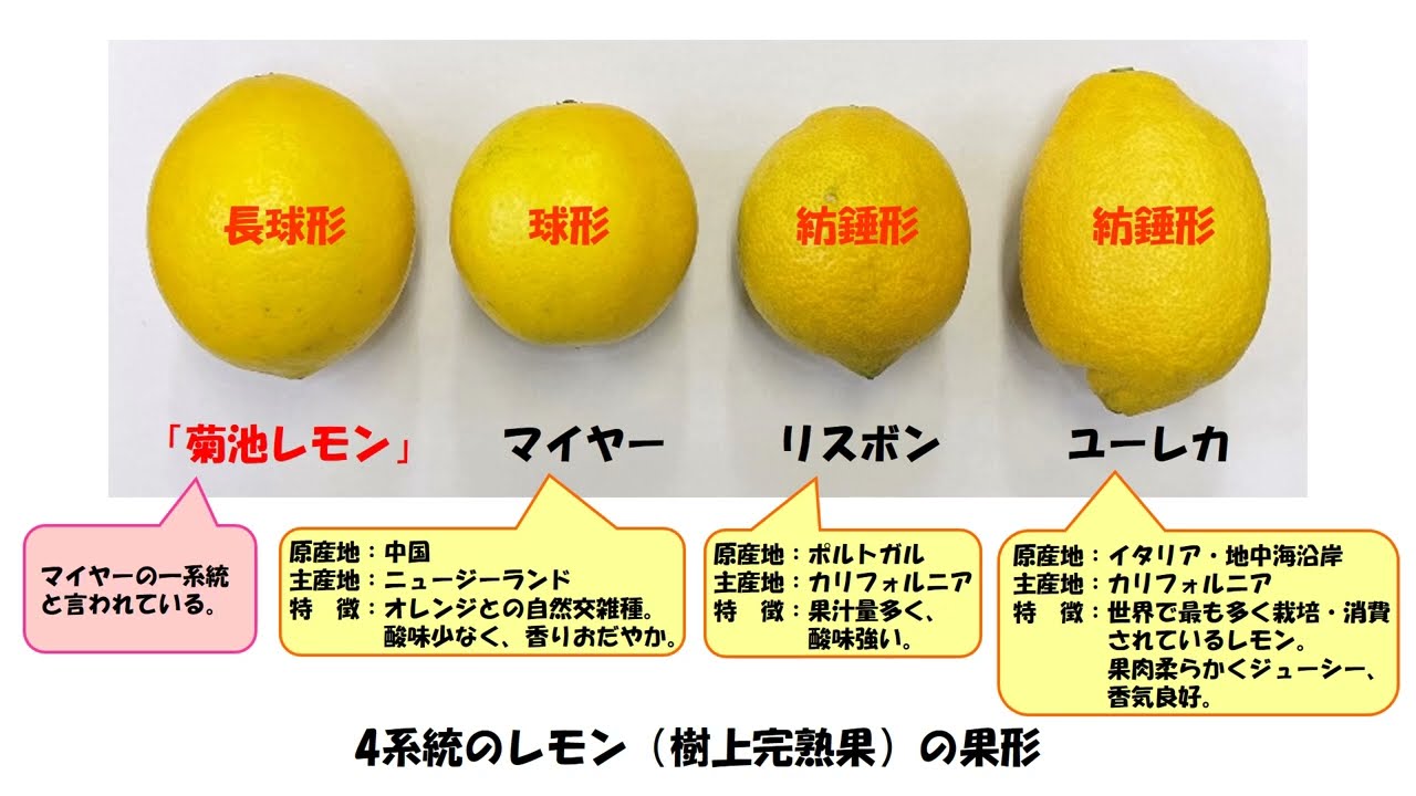 レモン４系統の樹上完熟果実の品質および果皮のリモニンと糖含有量 樹上完熟 菊池レモン の魅力をさぐる Youtube