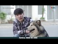 TOP 10+ địa chỉ phối giống chó Phú Quốc tại Hà Nội chất lượng nhất