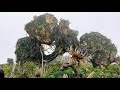 Avatar Pandora (Mountain)