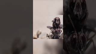 मक्खी भी बच्चे को दूध पिलाती है 😨 #shorts