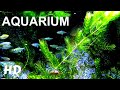 Aquarium coral reef 9 hours version screensaver relax