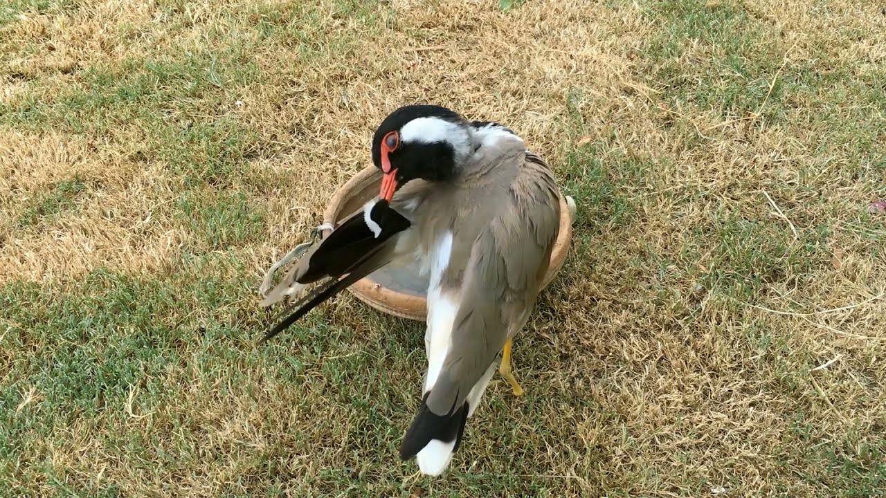 Broken Leg Red-wattled Lapwing | Vanellus Indicus | टिटहरी | ہریل | Save Birds