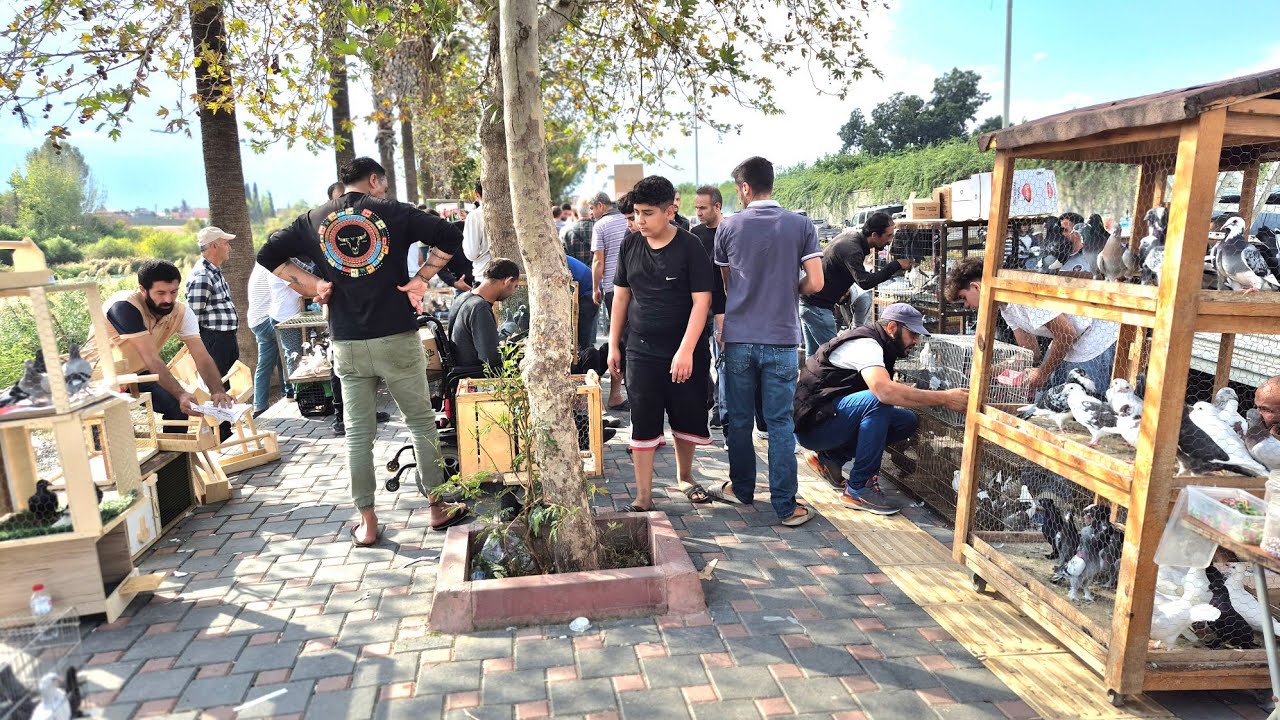 #DESTEK❗️KUŞ TAVUK PAZARI #keşfet #Ekim2025 #kuşpazarı #adana 