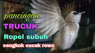 pancingan trucukan ropel subuh cengkok cucak rowo