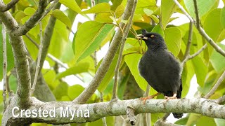 Crested Myna (in 4K)