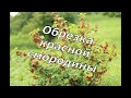 Обрезка красной смородины