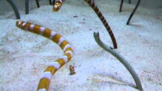 Coral reef Snakes.
The Hydrophobia, also known as coral reef snakes or sea snakes, are a subfamily of venomous elapsed snakes that inhabit marine environments for most or all of their lives. . Coral reef Snakes.