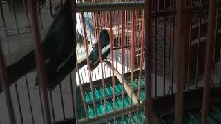 Download Lagu Kicau burung bernyanyi MP3 Download Lagu Kicau burung bernyanyi MP3