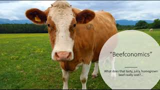 Top 10  Cattle Beef Breeds | Highest Average Daily Gain the World from Weaning to Yearling Age