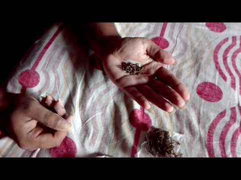 How to make Indian Chewing tobacco SADHA KHAINI old secret recipie!!!!!