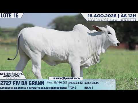 LOTE 16
