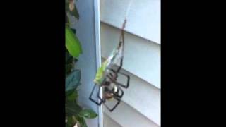 Garden Spider vs Grasshopper