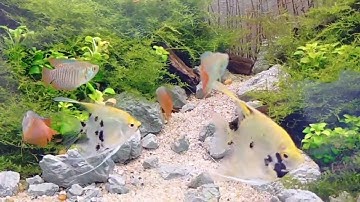 Bể phong cách natural . Cá thần tiên và sặc gấm