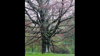 Magical Copper Beech Means Magical Wood Possibilities