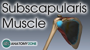 Subscapularis |  Muscle Anatomy