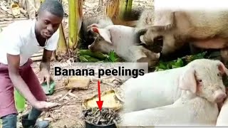 How to prepare banana peelings for your pigs #pig #farming #animals  #farmers