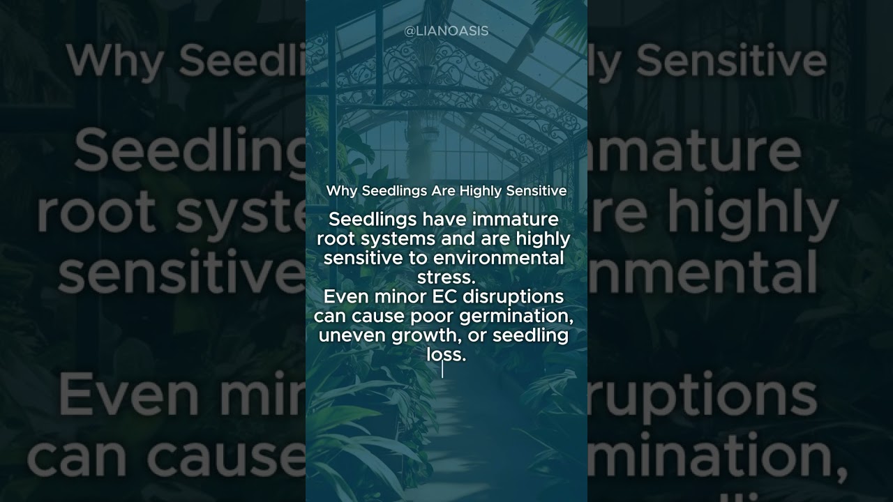 How Does High EC Affect Seedling Roots?