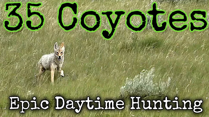 35 Coyotes Down Suppressed AR-15 (Epic Filmed Daytime Footage)