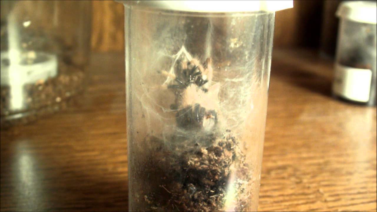 GBB sling molting timelapse YouTube