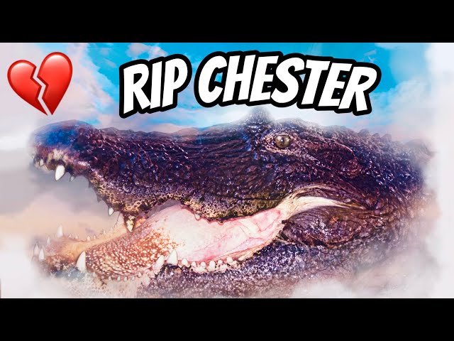 In loving memory of Chester the Alligator. class=