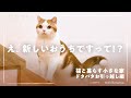 こわがりな猫と一緒に、いざ新居へお引越し!