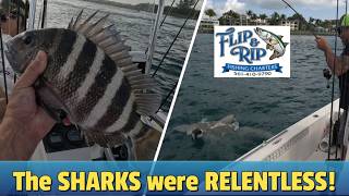 Too many sharks, we called it.. Sheepshead fishing - Palm Beach Inlet