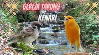 Gereja Tarung VS Kenari