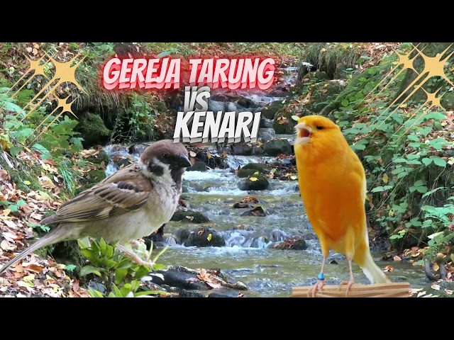 Gereja Tarung VS Kenari class=