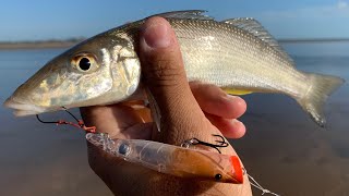 Whiting Go CRAZY for this Award Winning SURFACE LURE