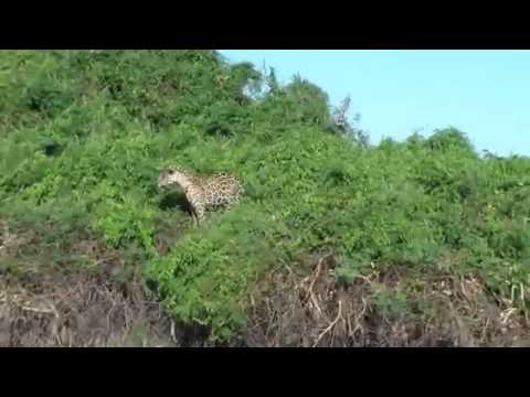 Jaguar caza cocodrilo