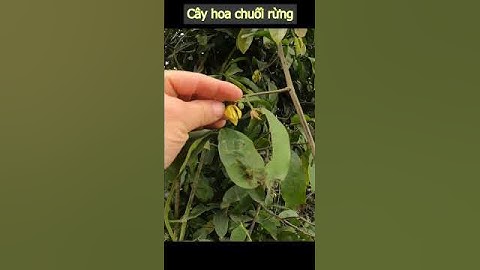 Cây hoa chuối rừng