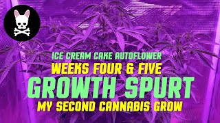 Cannabis Low Stress Training LST -  Beginner Cannabis Grow - Weeks 4 and 5