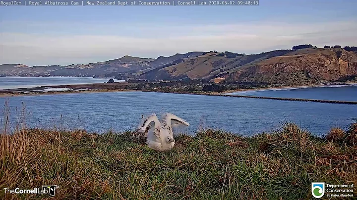 4-Month-Old Royal Albatross Chick Stands, Stretches Wings – June 2, 2020 - DayDayNews