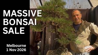 MASSIVE Bonsai Sale Melbourne 1 November 2026 - pines, figs, maples, elms, azaleas & much more