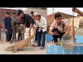 Big Lizard Ko Pakar Lea 😱
