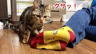 寝ている妹の足が臭すぎて激しいクシャミが出てしまった猫ｗ
