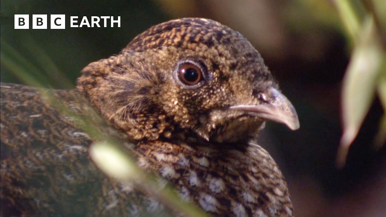 China’s Hidden Wilderness | Double Episode – Wild China
