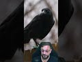 Corvo falando #biologohenrique #animais #bichoesperto #biologo