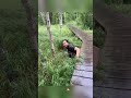 Accidental fall. #usa #tiktok #fypシ #puppy #funny #accident... #Shorts #yedda.catharine