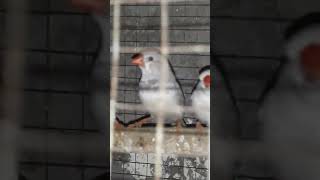 zebra finches say mashallah