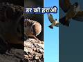 डर को हराओ 🐦 | Motivational Story in Hindi | Never Give Up Shorts