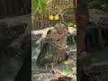 FRIEND MONKEY 🐒#shorts #monkey #friends #trendingshorts #viralshorts