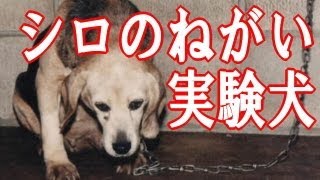 泣ける話 動物 実験犬シロのねがい 実話 Dougabu イヌ課
