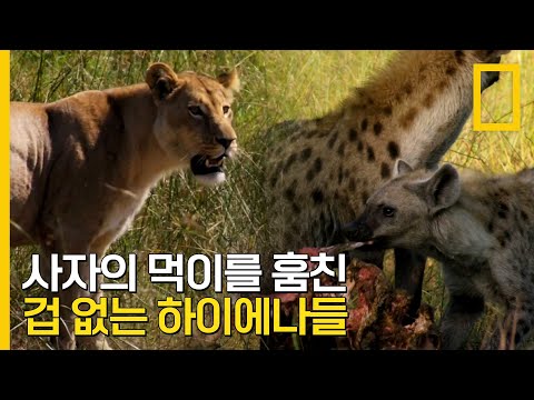 수사자가 없는 틈을 노려 먹이를 훔쳐가는 하이에나들 | 킹덤