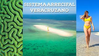 Bajo el Mar de Veracruz: Misterios y Maravillas del Sistema Arrecifal