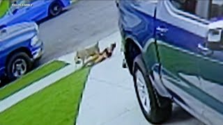 Celebrity VIDEO: 4-year-old boy attacked by coyote while standing CA driveway Wealth