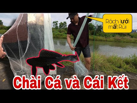 Màn Chài Cá Định Mệnh! Cái Kết Quá Đắng: Mất Luôn Cái Chài 600K Sau Nhiều Giờ Vật Lộn