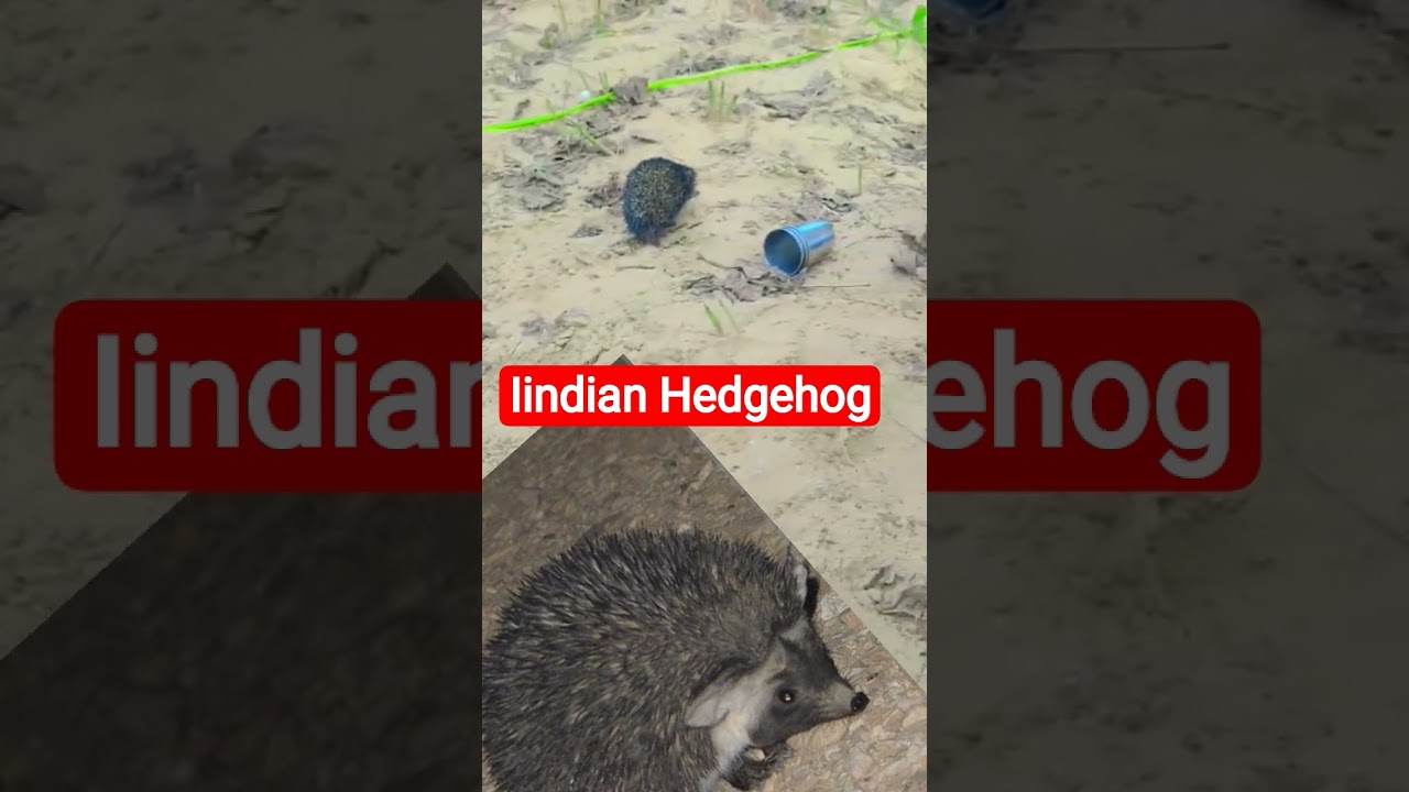 Indian Hedgehog , Erinaceidae, झाऊ चूहा,kanto vala chuaa, javliya  Nature Education