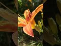 SUMMER☀️ЛЕТО#flowers #nature #shorts#beautiful #moments#цветы #красиво#природа#💛🧡💚